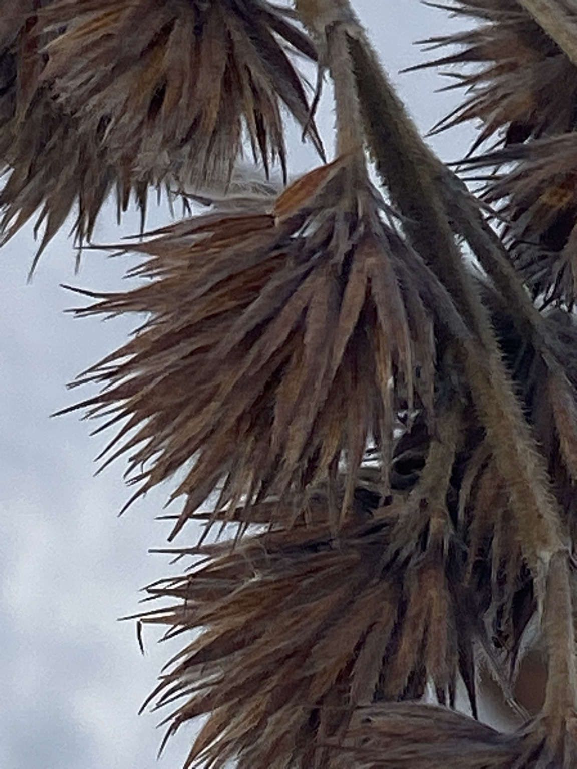 The focus is on one of several seed heads. The flower parts are bristled and swordlike. The hairy stem is weighted down and exiting the shot in the lower right corner.