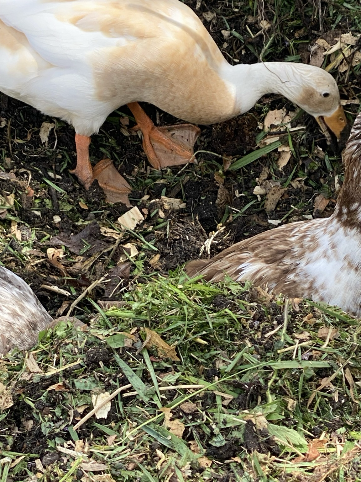 Ducks seen from above. Orange webbed feet at the top, a brown and white shoulder at the right, and a gray shoulder at the left.