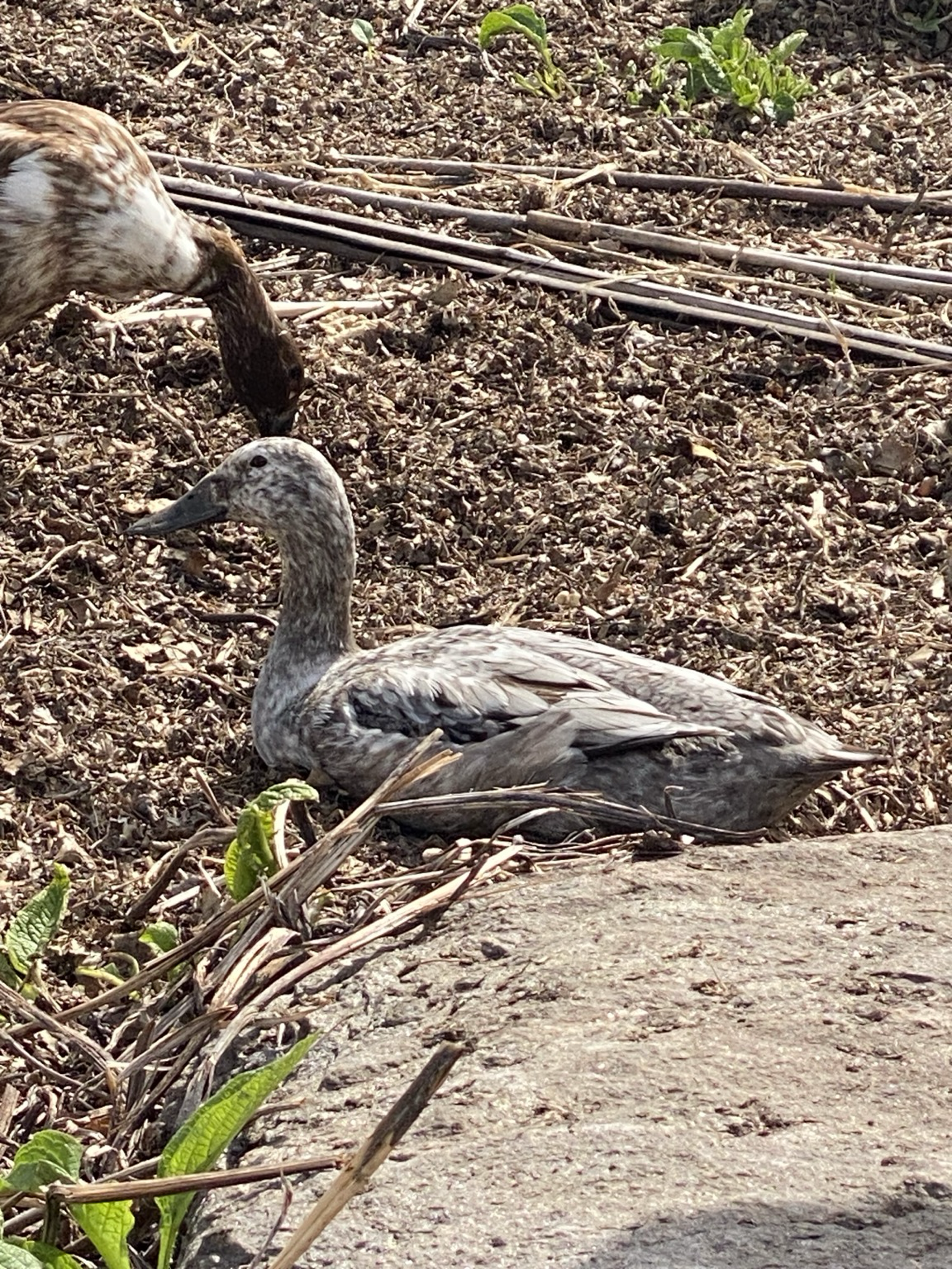 We see a seated duck with gray and white feathers. The background is leaf mulch and bamboo poles.