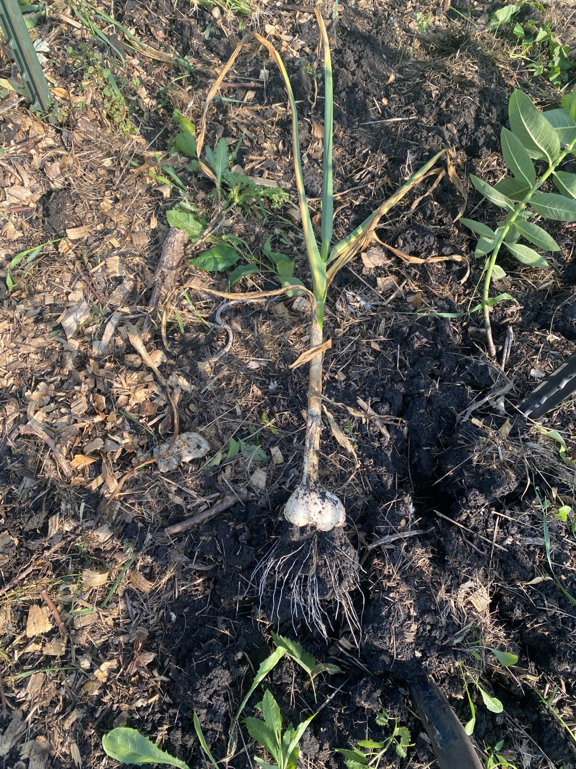 We see a stalk of garlic from above.  The bulb roots are sown grabbing the black soil. The garden mulch is thin. It’s a mix of lawn clippings and duck bedding.